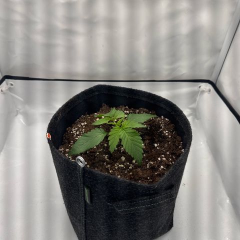 Cookies Gelato growlog timeline photo