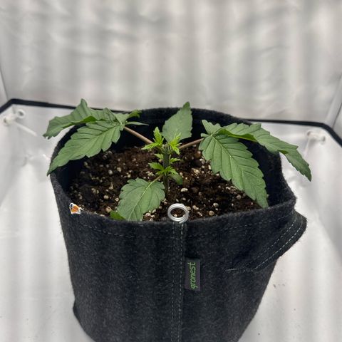 Cookies Gelato growlog timeline photo