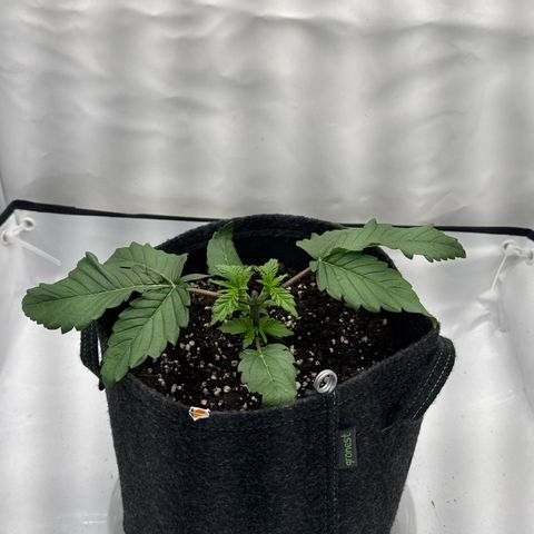 Cookies Gelato growlog timeline photo