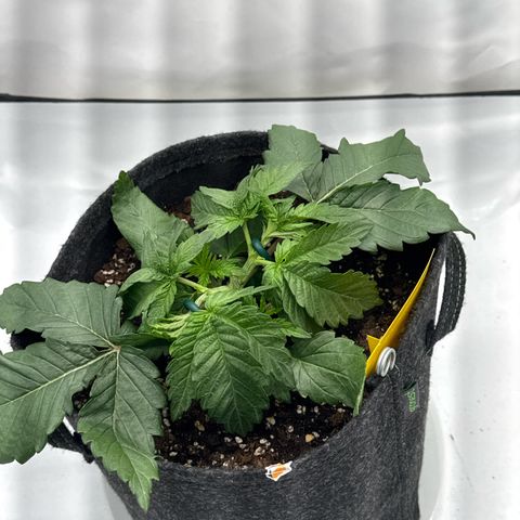 Cookies Gelato growlog timeline photo