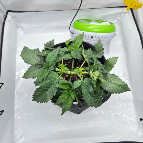Cookies Gelato growlog timeline photo