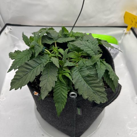 Cookies Gelato growlog photo: Top is flaten out, now I try to gain height