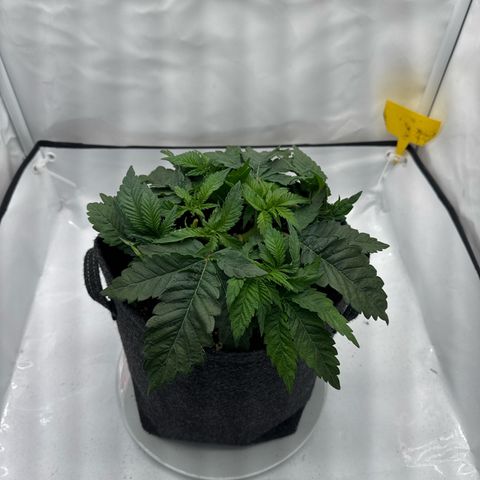 Cookies Gelato growlog timeline photo