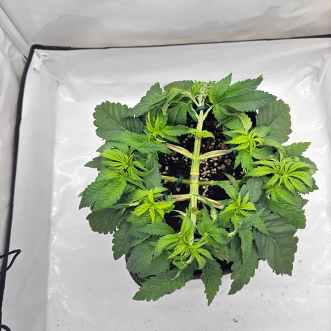 Cookies Gelato growlog timeline photo