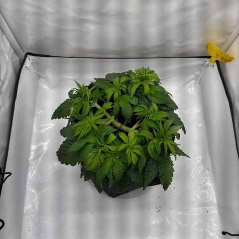 Cookies Gelato growlog timeline photo