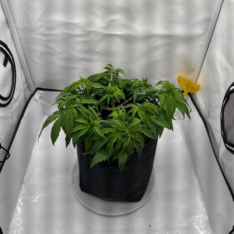 Cookies Gelato growlog timeline photo