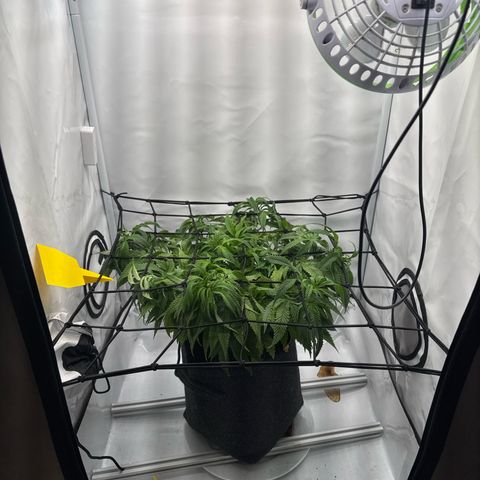 Cookies Gelato growlog timeline photo