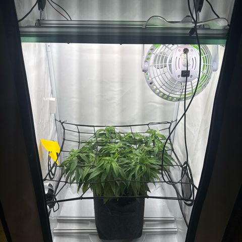 Cookies Gelato growlog timeline photo