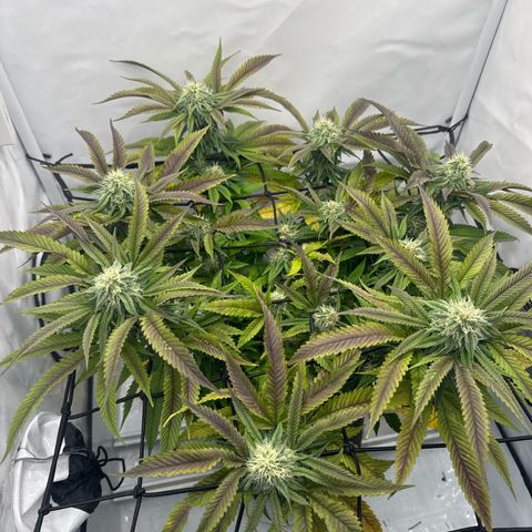 Cookies Gelato growlog timeline photo