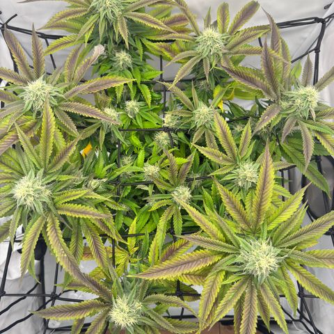 Cookies Gelato growlog timeline photo