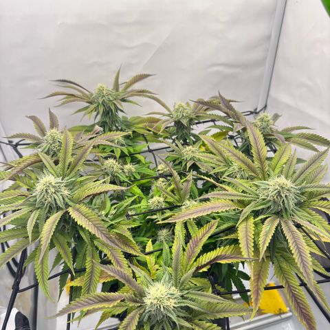 Cookies Gelato growlog timeline photo