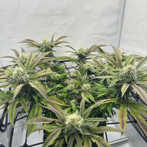Cookies Gelato growlog timeline photo