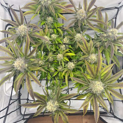 Cookies Gelato growlog timeline photo