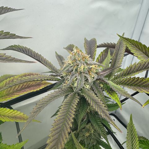 Cookies Gelato growlog timeline photo