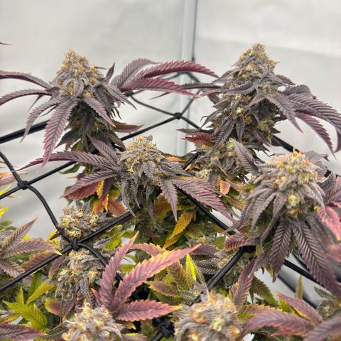 Cookies Gelato growlog timeline photo