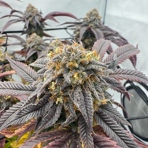 Cookies Gelato growlog timeline photo