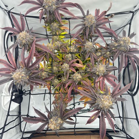 Cookies Gelato growlog timeline photo