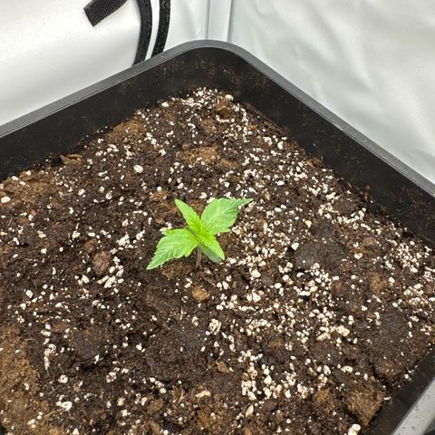 Epsilon F1 growlog timeline photo