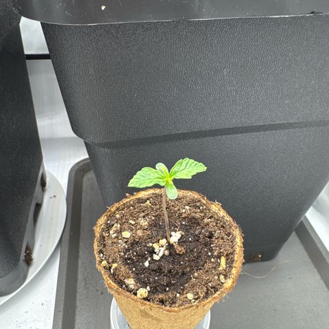 Epsilon F1 growlog timeline photo