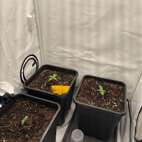 Epsilon F1 growlog timeline photo
