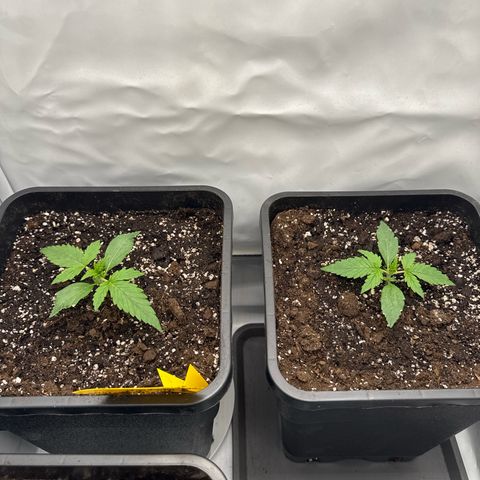 Epsilon F1 growlog timeline photo
