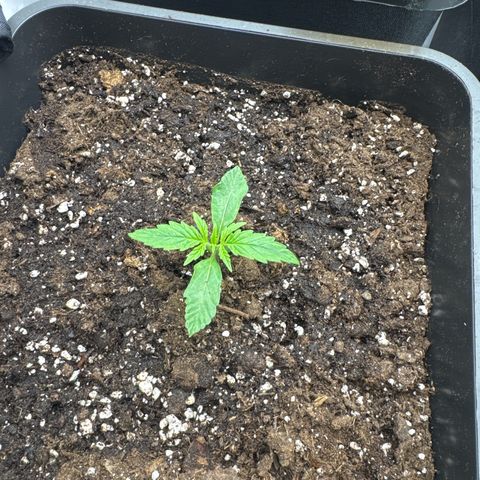Epsilon F1 growlog timeline photo