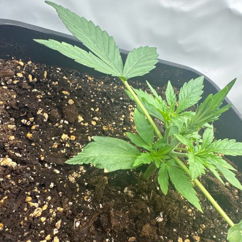 Epsilon F1 growlog timeline photo