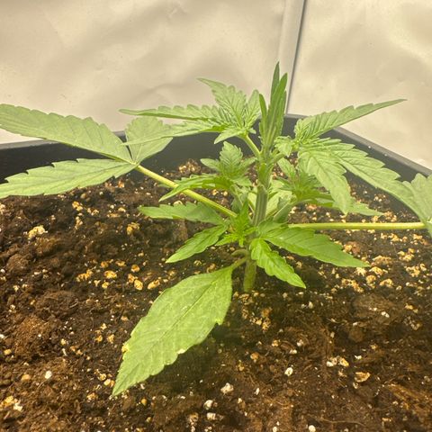 Epsilon F1 growlog timeline photo