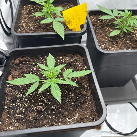 Epsilon F1 growlog timeline photo