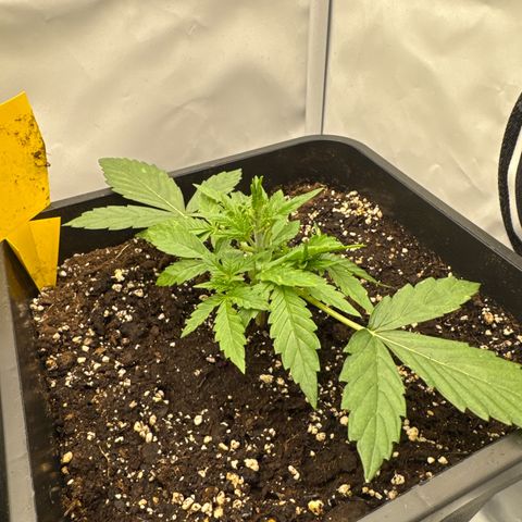 Epsilon F1 growlog timeline photo