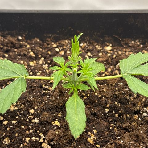 Epsilon F1 growlog timeline photo