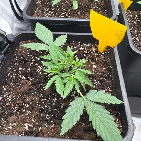 Epsilon F1 growlog timeline photo