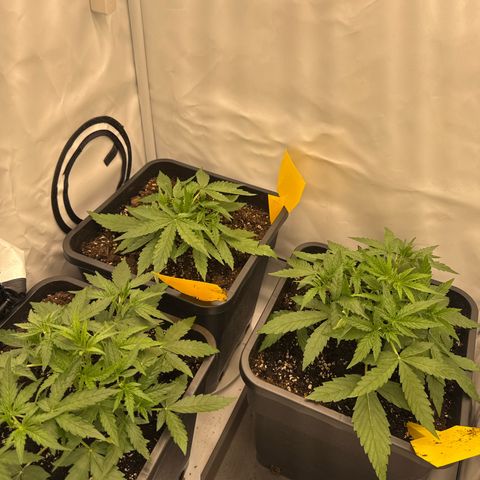 Epsilon F1 growlog timeline photo