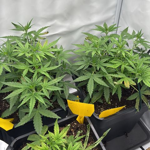 Epsilon F1 growlog timeline photo