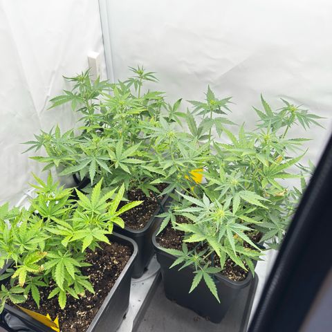 Epsilon F1 growlog timeline photo
