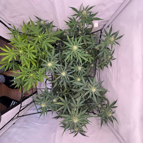 Epsilon F1 growlog timeline photo