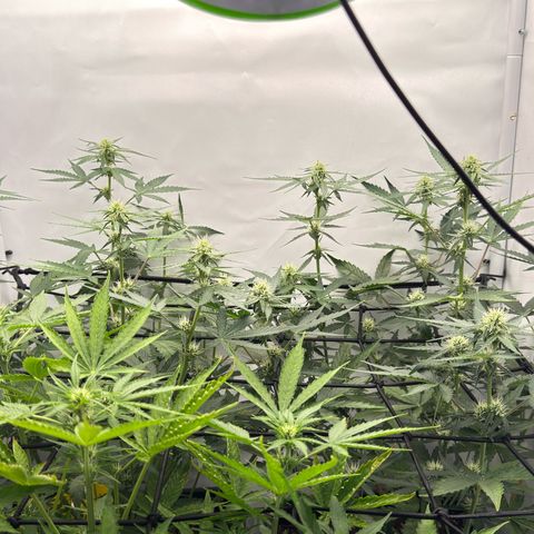 Epsilon F1 growlog timeline photo