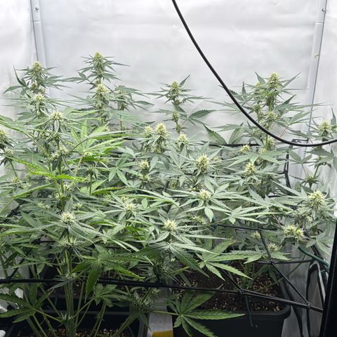 Epsilon F1 growlog timeline photo