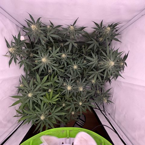 Epsilon F1 growlog timeline photo