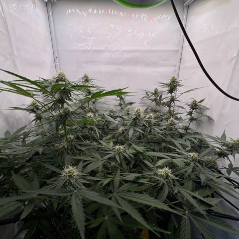 Epsilon F1 growlog timeline photo