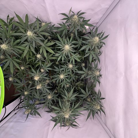 Epsilon F1 growlog timeline photo