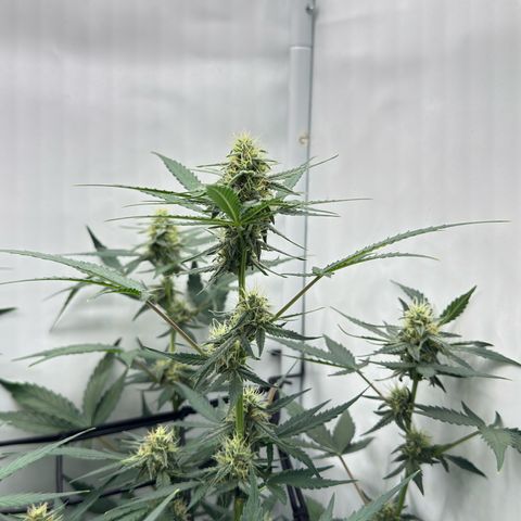 Epsilon F1 growlog timeline photo