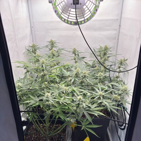 Epsilon F1 growlog timeline photo