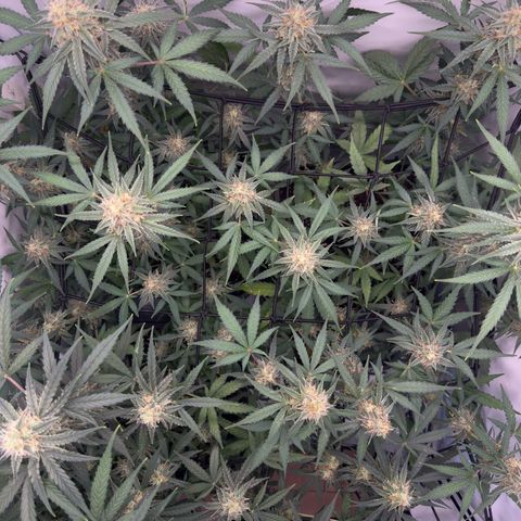 Epsilon F1 growlog timeline photo
