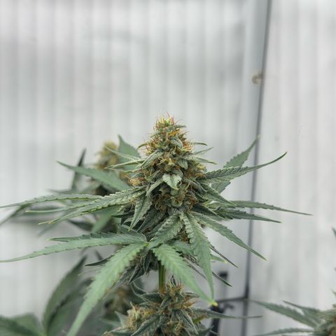 Epsilon F1 growlog timeline photo