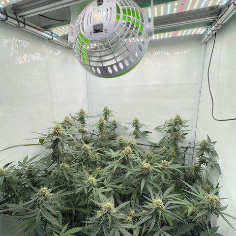 Epsilon F1 growlog timeline photo