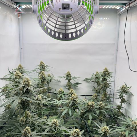 Epsilon F1 growlog timeline photo