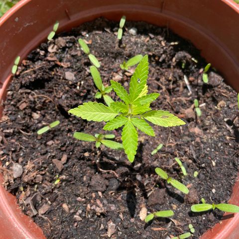 Salignakeush growlog timeline photo