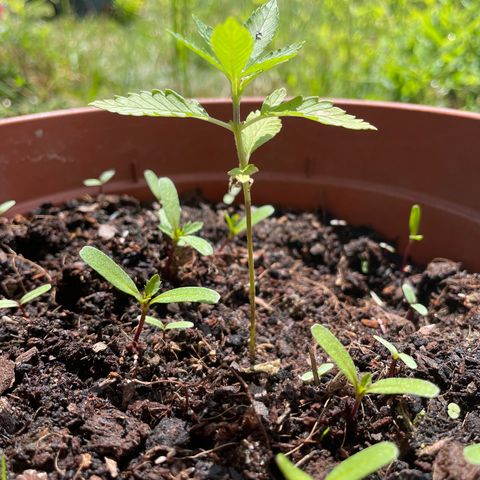 Salignakeush growlog timeline photo