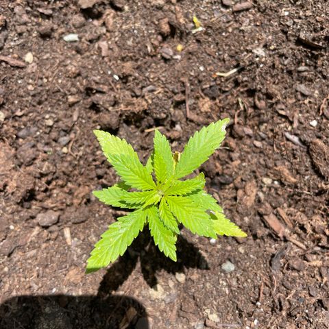 Piloukeush  growlog timeline photo
